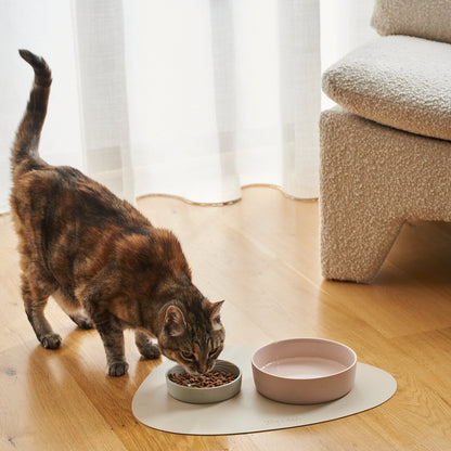 cat collars