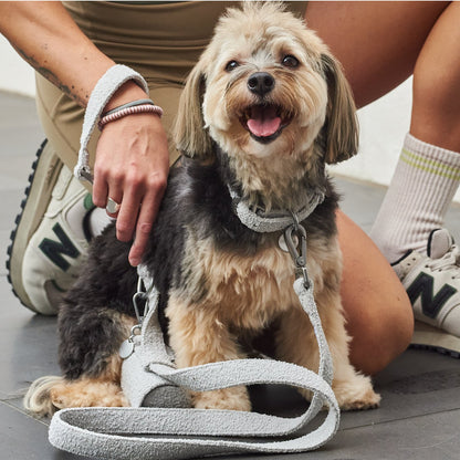leashes